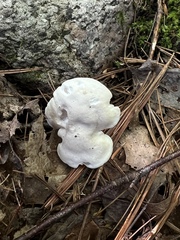 Entoloma abortivum