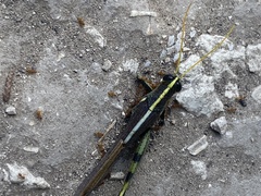 Schistocerca obscura