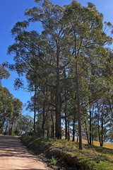 Eucalyptus globoidea