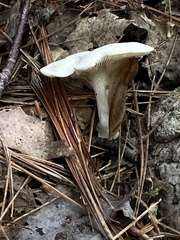 Entoloma abortivum