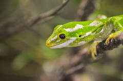 Naultinus gemmeus