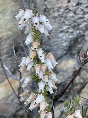 Erica glomiflora