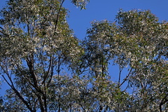 Eucalyptus globoidea