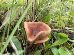 Lactarius camphoratus