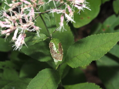 Calycomyza flavinotum