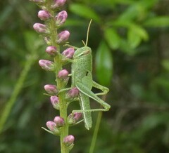 Schistocerca americana