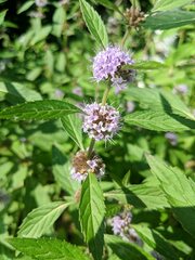 Mentha canadensis