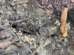 Formica fusca