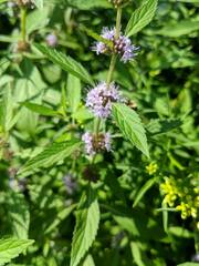 Mentha canadensis