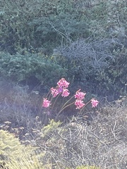 Amaryllis belladonna