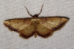 Idaea demissaria