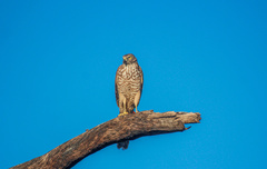 Accipiter fasciatus vigilax