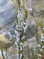 Erica glomiflora