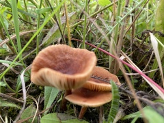Lactarius camphoratus