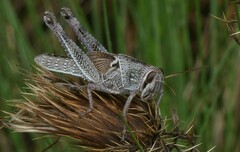 Schistocerca americana