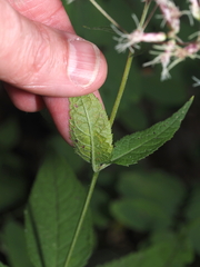 Calycomyza flavinotum