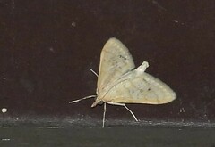 Paracorsia repandalis