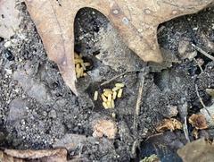 Formica fusca