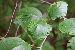 Acalitus brevitarsus