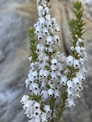 Erica glomiflora