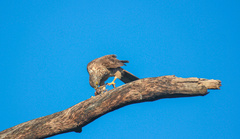 Accipiter fasciatus vigilax