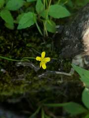 Ranunculus reptans