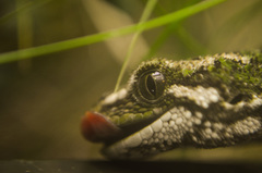 Naultinus rudis