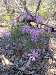 Olearia magniflora