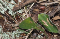 Ophiomyia coniceps