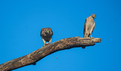 Accipiter fasciatus vigilax