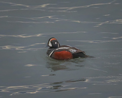 Histrionicus histrionicus