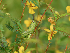 Schistocerca americana