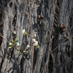 Eucalyptus globoidea