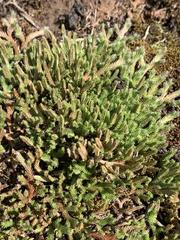 Selaginella rupestris