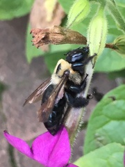 Xylocopa virginica virginica