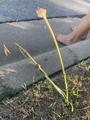 Zephyranthes chlorosolen
