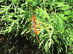 Labena tinctipennis