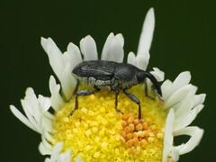 Odontocorynus