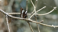 Limenitis arthemis rubrofasciata