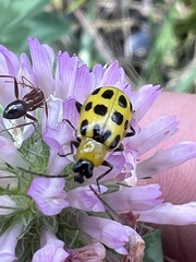 Formica pallidefulva