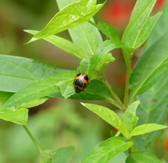 Labidomera clivicollis