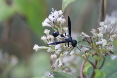 Zethus spinipes variegatus