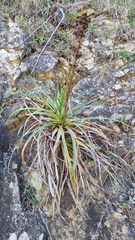 Eryngium paniculatum