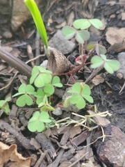 Oxalis
