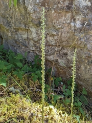 Platanthera elongata
