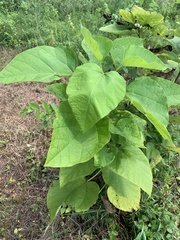 Catalpa