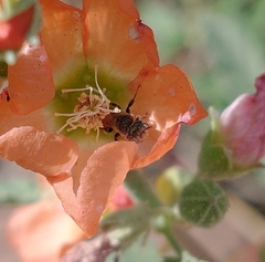 Macroteropsis