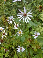 Symphyotrichum prenanthoides