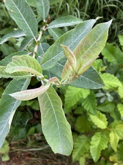 Salix sitchensis