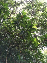 Helicia cochinchinensis